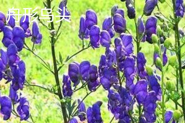 死亡之花是指哪些花，是指彼岸花、幽灵花等