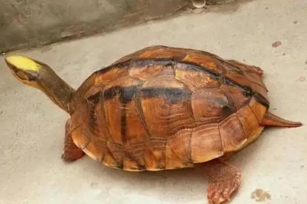 石金钱龟一年的产蛋数量，发育稳定后可达到8-10枚