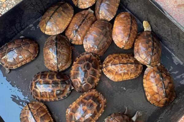 石金钱龟一年的产蛋数量，发育稳定后可达到8-10枚