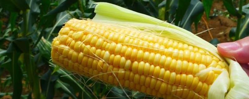 玉米的补种方法，补种时先进行催芽