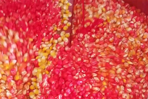 玉米的补种方法，补种时先进行催芽