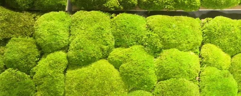 苔藓球的养殖方法，定期通风透气可避免植株枯死