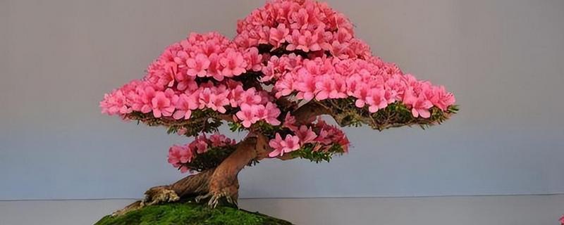 杜鹃花叶子发黄的原因，主要是土壤不适、施肥不当等因素引起