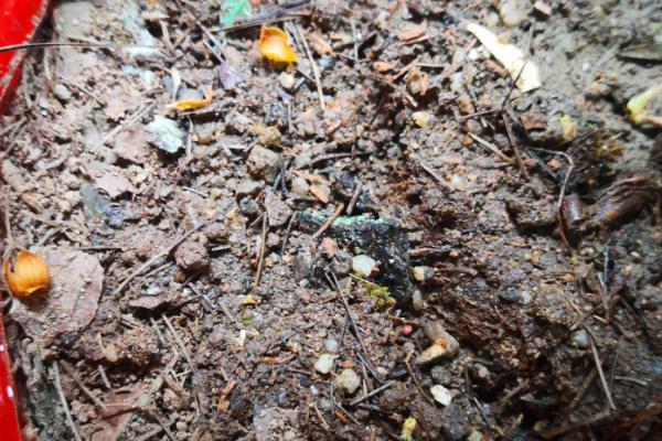 杜鹃花叶子发黄的原因，主要是土壤不适、施肥不当等因素引起