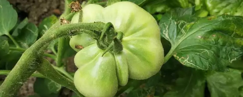 过量施用氮肥的危害，将会导致土壤氮素过剩