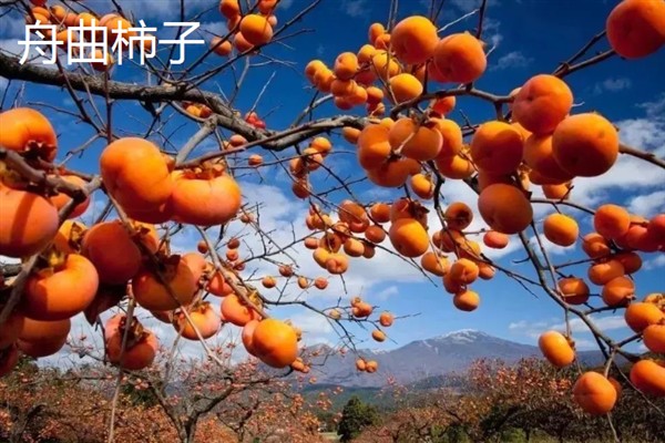 盘点甘南州的特产，有舟曲棒棒槽蜂蜜、甘南蕨麻猪等