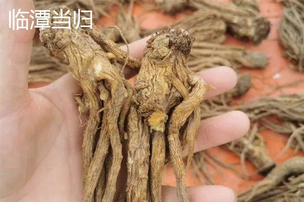 盘点甘南州的特产，有舟曲棒棒槽蜂蜜、甘南蕨麻猪等