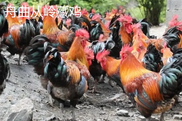 盘点甘南州的特产，有舟曲棒棒槽蜂蜜、甘南蕨麻猪等