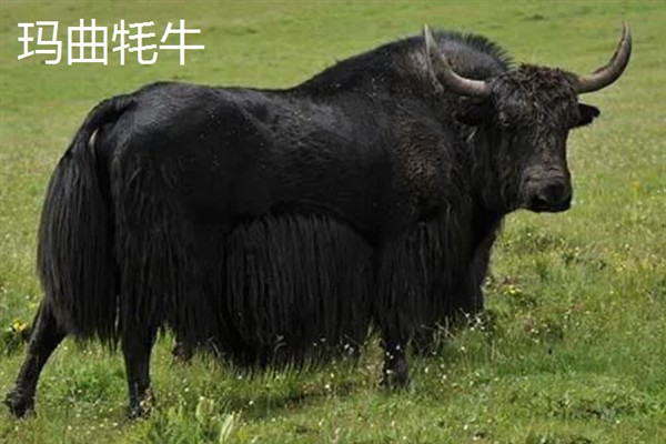 盘点甘南州的特产，有舟曲棒棒槽蜂蜜、甘南蕨麻猪等