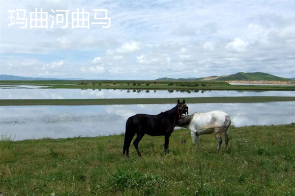 盘点甘南州的特产，有舟曲棒棒槽蜂蜜、甘南蕨麻猪等