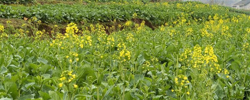 种植油菜施哪种肥料可提高产量，基肥应主施有机肥和少量化肥