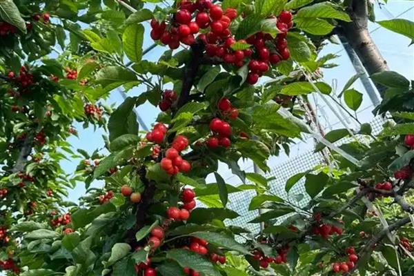 哪里可以种植车厘子，可选择山东、辽宁、河南等地
