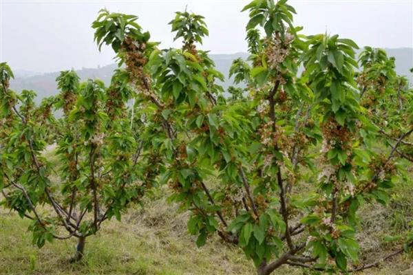 哪里可以种植车厘子，可选择山东、辽宁、河南等地
