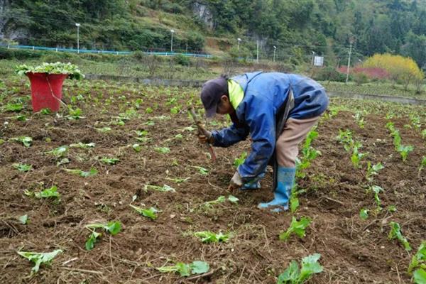 种植油菜施哪种肥料可提高产量，基肥应主施有机肥和少量化肥