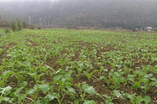 种植油菜施哪种肥料可提高产量，基肥应主施有机肥和少量化肥