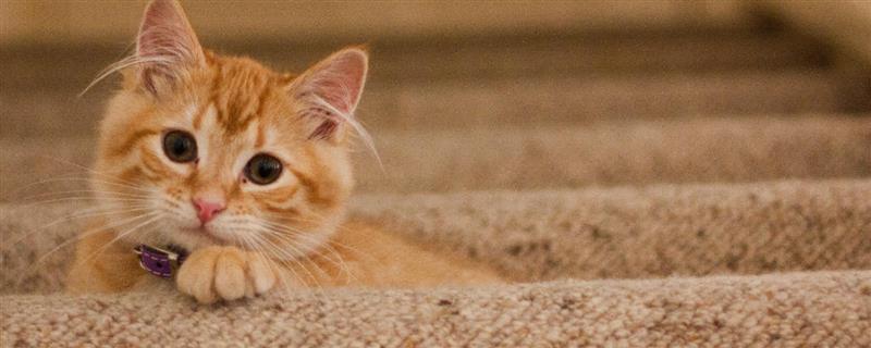 猫咪免疫失败的原因是什么，可能是幼猫先天性免疫缺陷