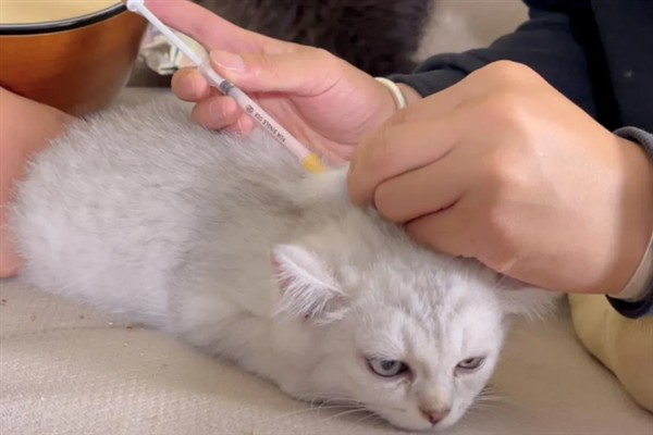 猫咪免疫失败的原因是什么，可能是幼猫先天性免疫缺陷