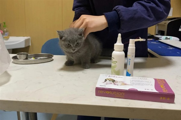 猫咪免疫失败的原因是什么，可能是幼猫先天性免疫缺陷