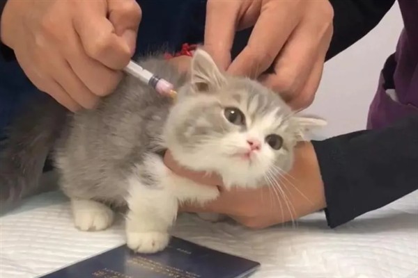 猫咪免疫失败的原因是什么，可能是幼猫先天性免疫缺陷