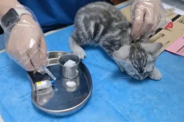 猫咪免疫失败的原因是什么，可能是幼猫先天性免疫缺陷