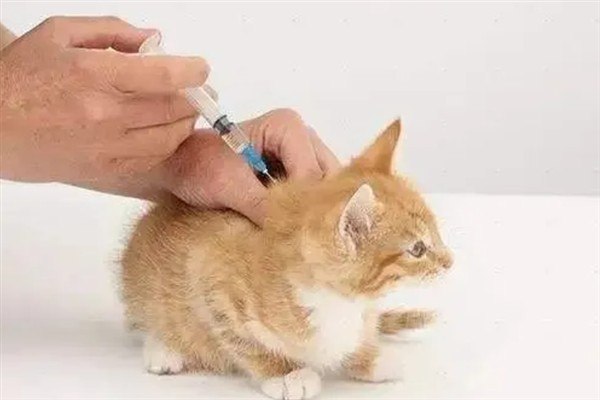 猫咪免疫失败的原因是什么，可能是幼猫先天性免疫缺陷