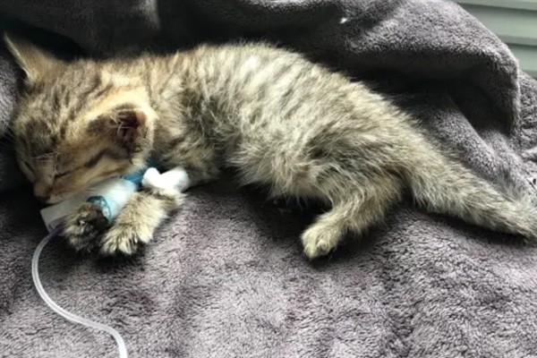 猫咪免疫失败的原因是什么，可能是幼猫先天性免疫缺陷