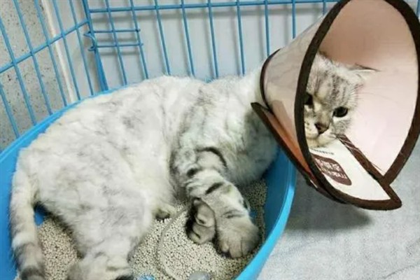 猫咪免疫失败的原因是什么，可能是幼猫先天性免疫缺陷