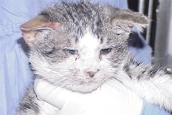 猫咪免疫失败的原因是什么，可能是幼猫先天性免疫缺陷
