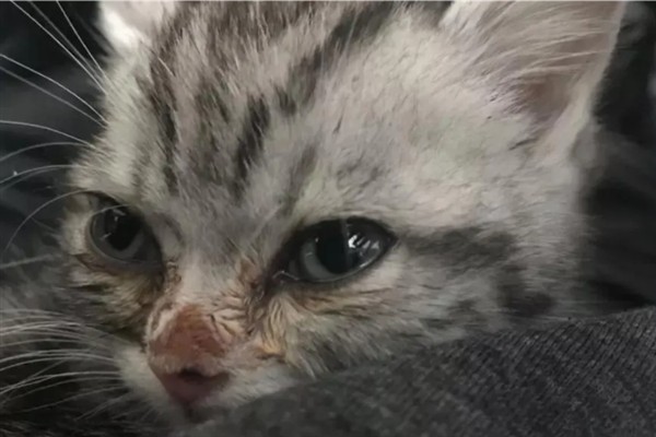 猫咪免疫失败的原因是什么，可能是幼猫先天性免疫缺陷