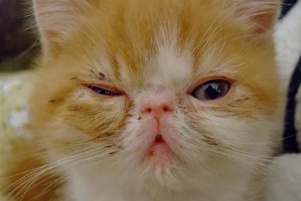 猫咪免疫失败的原因是什么，可能是幼猫先天性免疫缺陷