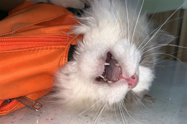 猫咪免疫失败的原因是什么，可能是幼猫先天性免疫缺陷