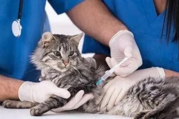 猫咪免疫失败的原因是什么，可能是幼猫先天性免疫缺陷