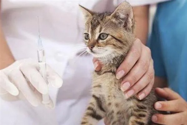猫咪免疫失败的原因是什么，可能是幼猫先天性免疫缺陷