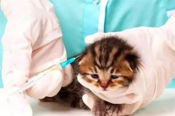 猫咪免疫失败的原因是什么，可能是幼猫先天性免疫缺陷