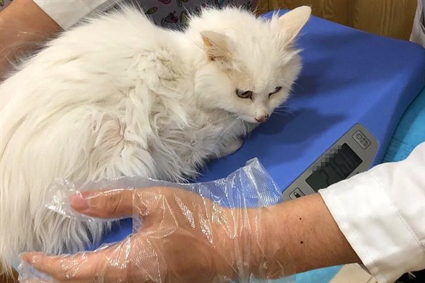 猫咪免疫失败的原因是什么，可能是幼猫先天性免疫缺陷