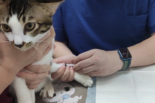 猫咪免疫失败的原因是什么，可能是幼猫先天性免疫缺陷