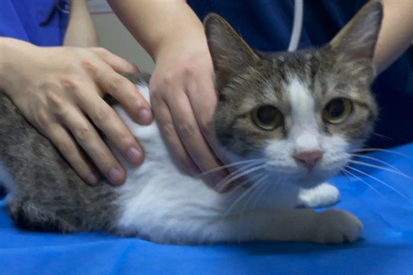 猫咪免疫失败的原因是什么，可能是幼猫先天性免疫缺陷