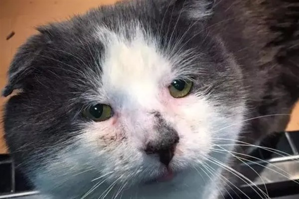 猫咪免疫失败的原因是什么，可能是幼猫先天性免疫缺陷