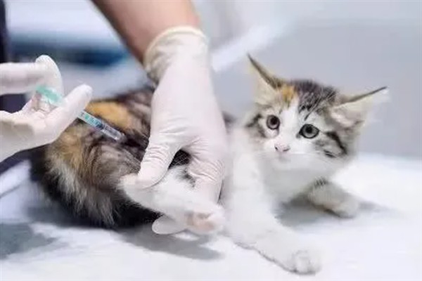 猫咪免疫失败的原因是什么，可能是幼猫先天性免疫缺陷