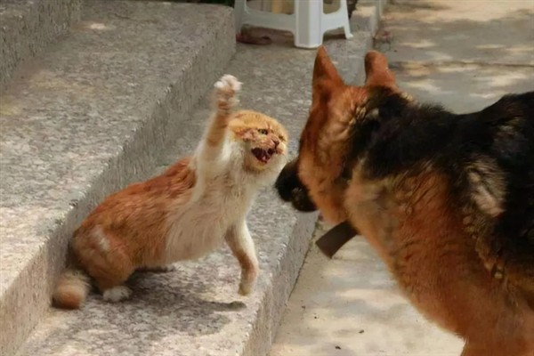 猫咪免疫失败的原因是什么，可能是幼猫先天性免疫缺陷