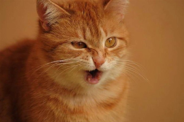 猫咪免疫失败的原因是什么，可能是幼猫先天性免疫缺陷