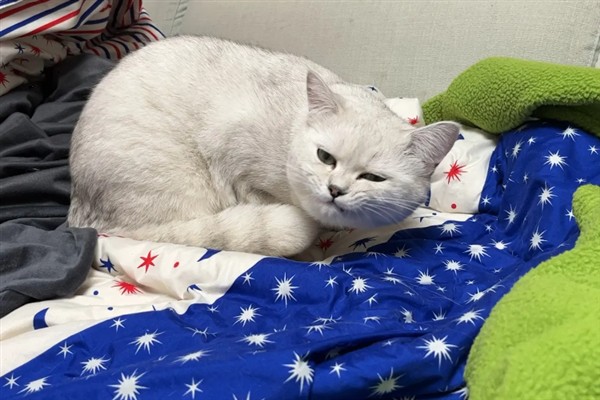 猫咪免疫失败的原因是什么，可能是幼猫先天性免疫缺陷