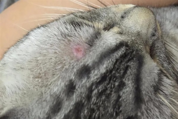 猫咪免疫失败的原因是什么，可能是幼猫先天性免疫缺陷