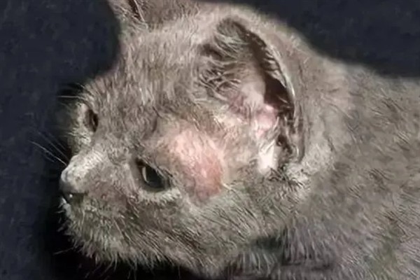 猫咪免疫失败的原因是什么，可能是幼猫先天性免疫缺陷