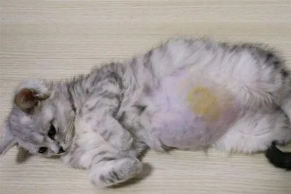 猫咪免疫失败的原因是什么，可能是幼猫先天性免疫缺陷