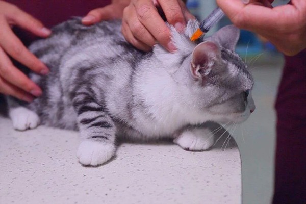 猫咪免疫失败的原因是什么，可能是幼猫先天性免疫缺陷