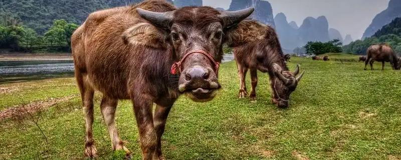 牛的寿命，通常为20-30年左右