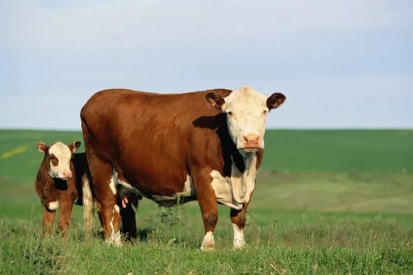 牛的寿命,通常为20-30年左右