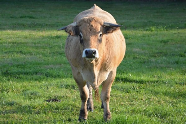 牛的寿命,通常为20-30年左右