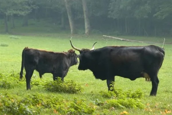 牛的寿命,通常为20-30年左右